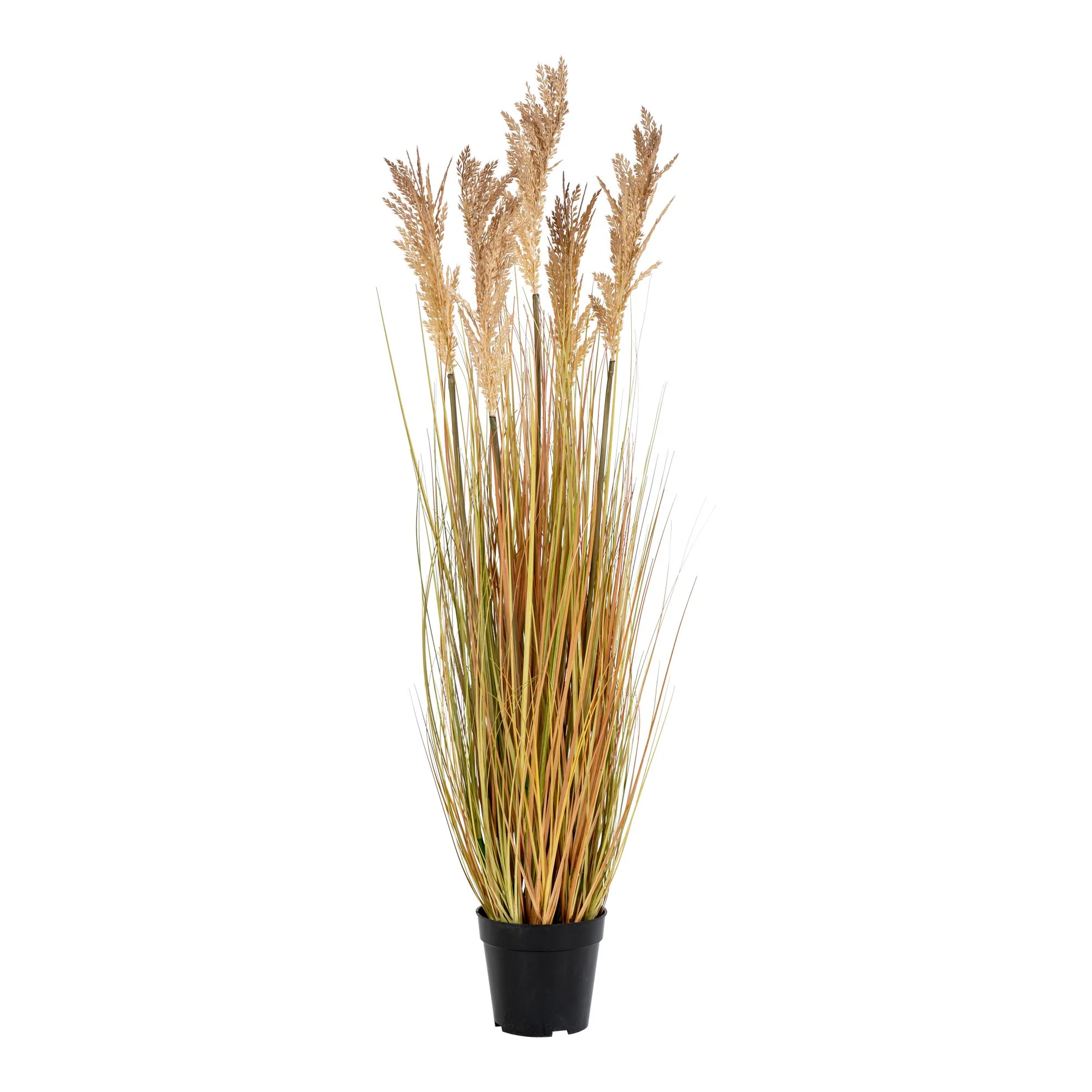 Sorghum Grass, Skabe hos HomeNordic